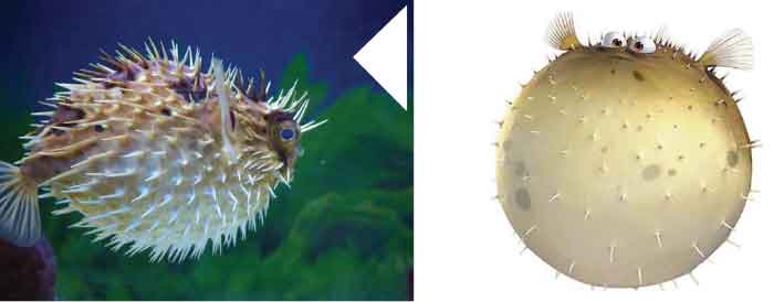 picture of the character bloat and the actual fish: porcupine puffer.