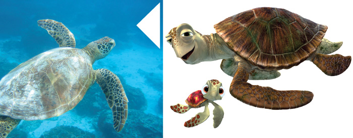 picture of the character crush and the actual fish: pacific green sea turtle.